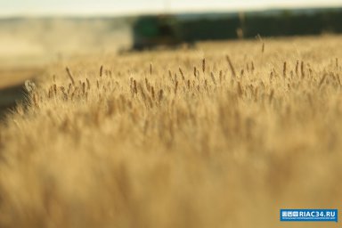 Аграрии Волгоградской области засеяли более 2 млн гектаров сельхозплощадей