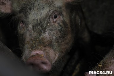 В Волгоградской области фермера наказали за непривитых свиней