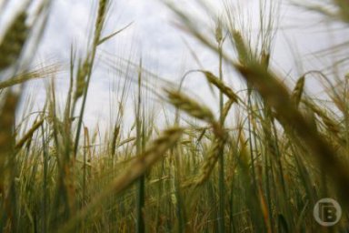 Виктор Левкин: «Запасов зерна в Волгоградской области достаточно»