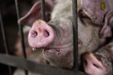 Ситуация по заболеванию животных африканской чумой свиней