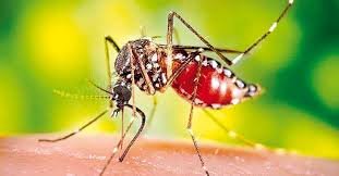 Комариные вирусные лихорадки. Профилактика лихорадки Западного Нила