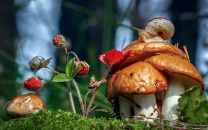 Осторожно – грибы и ягоды!