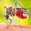 Комариные вирусные лихорадки. Профилактика лихорадки Западного Нила